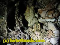 /home//u458753944/public_html/sourcegallery////////////////////////Roxborough Toad Detour/2013-2019/2017/P4100665.JPG